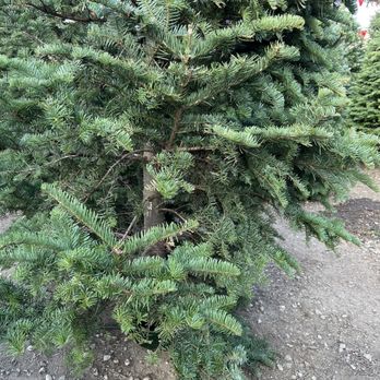 Whittier Christmas trees - Pumpkin Patches Near Me - Whittier, California