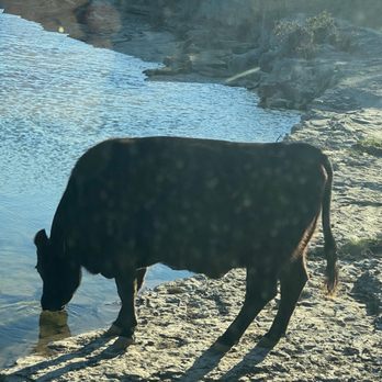 Colorado Bend State Park - Free roam cows - Parks Near Me - Bend, Texas