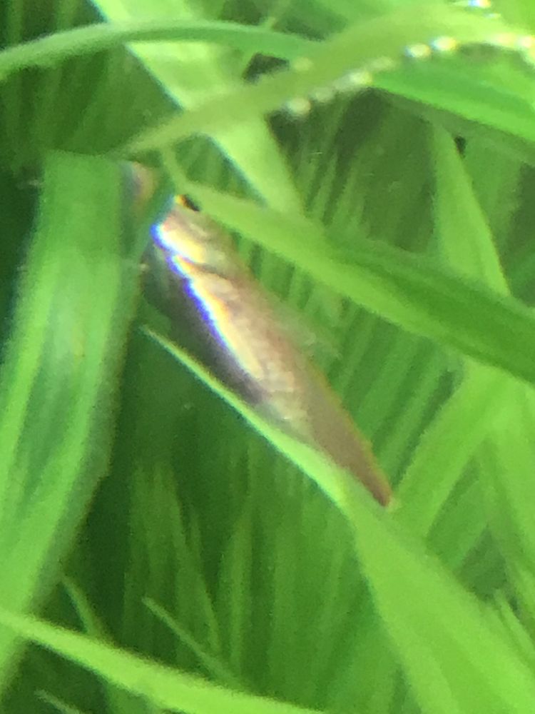 SEA LIFE FISH & AQUARIUMS 24 Reviews 5250 34th St N, Saint