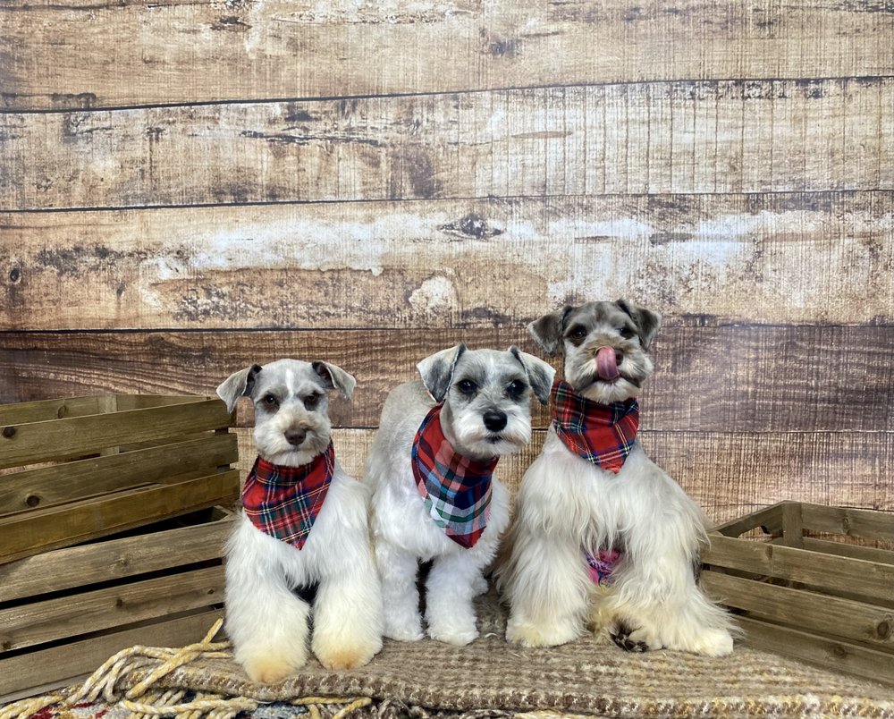 SKEENS PET DAYCARE AND SPA Updated August 2024 31 Photos 7429