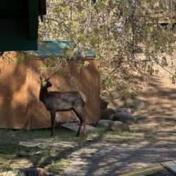 Shadow Mountain Lodge - Elk visiting in the morning