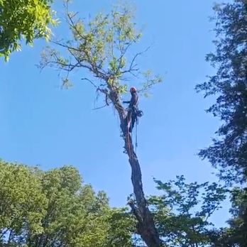 Lara Tree Service - Tree removal - Tree Services Near Me - York, South Carolina Lara Tree Service - Tree removal - Tree Services Near Me - York, South Carolina