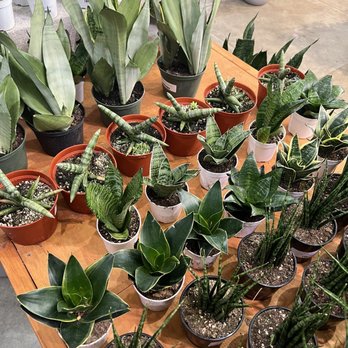 Plantiitas - Home Decor Near Me - Long Beach, California Plantiitas - Home Decor Near Me - Long Beach, California