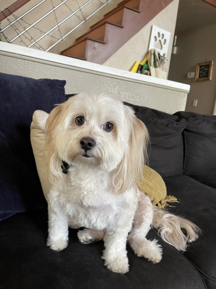 PETCO 54 Reviews 672 Freeman Ln, Grass Valley, California Pet