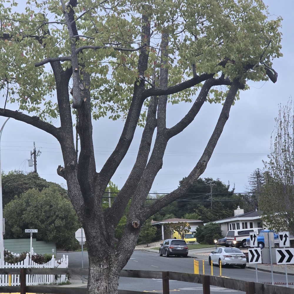 A Blessing Tree Service & Hauling - Tree #2 - Tree Services Near Me A Blessing Tree Service & Hauling - Tree #2 - Tree Services Near Me