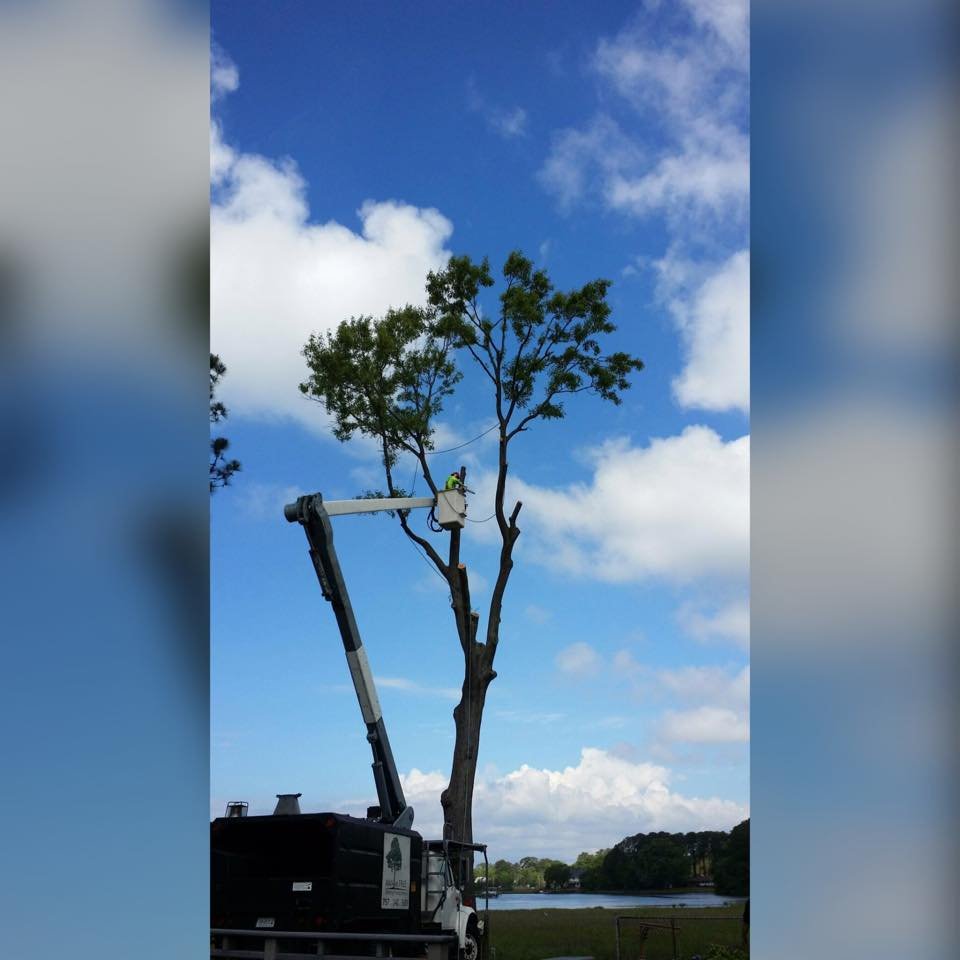 MAN vs TREE - tree service in Norfolk, VA