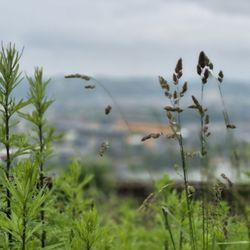 Point of View