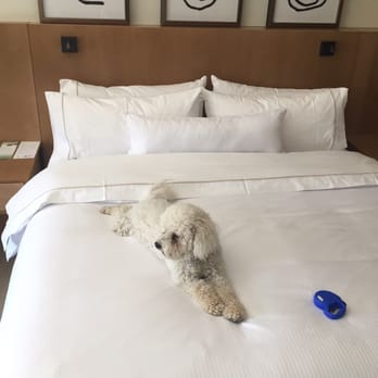 The Westin - Our dog, Nola, loved the Westin too! - Hotels Near Me - The Woodlands, Texas The Westin - Our dog, Nola, loved the Westin too! - Hotels Near Me - The Woodlands, Texas