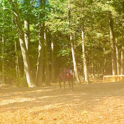 Ogunquit Dog Park - Happy dog happy life