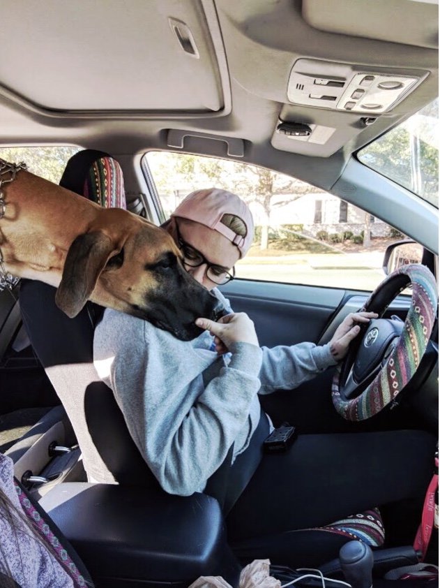 Pleasant Pet Sitting - pet boarding facility in Charleston, SC