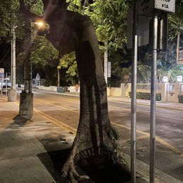 My son spotted Mcray's shadow on the exact tree he was shot at My son spotted Mcray's shadow on the exact tree he was shot at