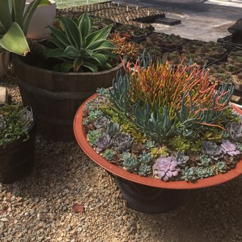 Succulent Gardens - Lots of pre-designed arrangements to show people the art of planting! - Nurseries & Gardening Near Me - Castroville, California
