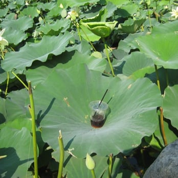 Goodale Park - These leaves are amazingly huge and awesome - Parks Near Me - Columbus, Ohio Goodale Park - These leaves are amazingly huge and awesome - Parks Near Me - Columbus, Ohio