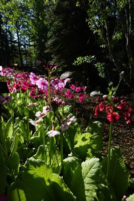 Betty Ford Alpine Gardens by null