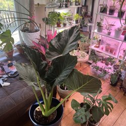 Exotic & Rare Plant Shop - Alocasia royal shield