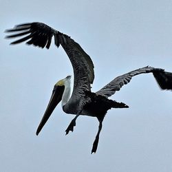 Cocoa Beach Dolphin Tours - Brown Pelican coming in for a landing