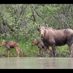 Last Frontier Tours and Transportation - Mama Moose with her twins about 1 week old.