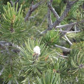 Flaming Gorge National Recreation Area - pinecone bud - Parks Near Me - Manila, Utah