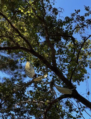 Port St. Lucie Botanical Gardens by null