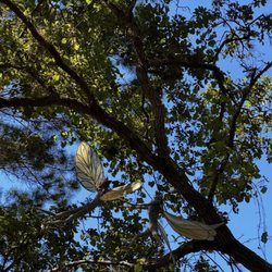 Port St Lucie Botanical Gardens - Fairy garden