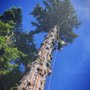 Photo of ER Tree Service