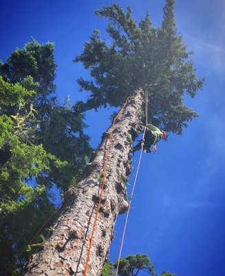 ER Tree Service on Yelp