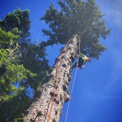 ER Tree Service - Huge Sitka spruce tree
