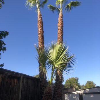Ortega's Jr Tree Service - After trimming. So clean! They even did the little palm tree without being asked. - Tree Services Near Me - Riverside , California