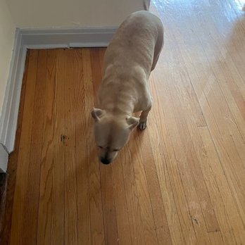 Mimosa’s House - Mimosa, Dog, Circa de 2022 - Bed & Breakfast Near Me - Chicago, Illinois Mimosa’s House - Mimosa, Dog, Circa de 2022 - Bed & Breakfast Near Me - Chicago, Illinois