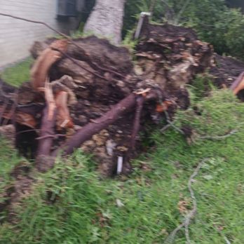 Aguilar Tree Services - Tree Services Near Me - Austin, Texas Aguilar Tree Services - Tree Services Near Me - Austin, Texas