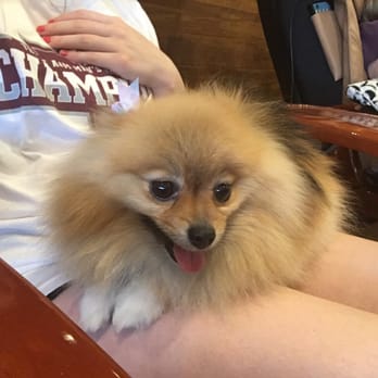 Nail Lounge and Spa - No need to leave your best friend at home! - Day Spas Near Me - Hurst, Texas Nail Lounge and Spa - No need to leave your best friend at home! - Day Spas Near Me - Hurst, Texas