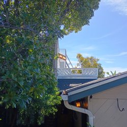 Joe Bob Garden Service - Huge avocado tree trimmed back safely