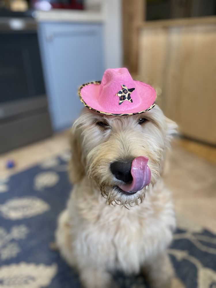 WOODLANDS DOG KINGDOM Updated April 2024 22 Photos Woodland