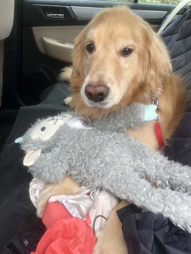 ALL ABOUT PETS GROOMING Updated August 2024 16 Photos & 39 Reviews