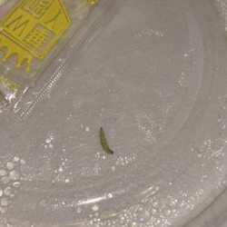 Bi Kitchen - A freaking bug bro!