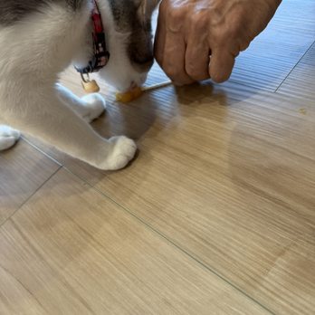Kokoro Cat Cafe - Themed Cafes Near Me - Queens, New York Kokoro Cat Cafe - Themed Cafes Near Me - Queens, New York