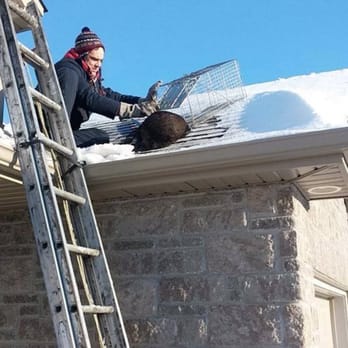 All Wildlife Removal - On a roof at the outskirts of Barrie for a raccoon removal from a home. - Pest Control Near Me - Barrie, Ontario All Wildlife Removal - On a roof at the outskirts of Barrie for a raccoon removal from a home. - Pest Control Near Me - Barrie, Ontario