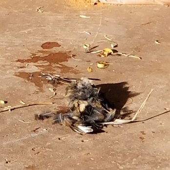 Coral Springs Resort - Luxury resorts doing "daily checks" would not have this dead bird on their premises for DAYS! It would have been cleaned up immediately. - Resorts Near Me - Hurricane, Utah Coral Springs Resort - Luxury resorts doing "daily checks" would not have this dead bird on their premises for DAYS! It would have been cleaned up immediately. - Resorts Near Me - Hurricane, Utah