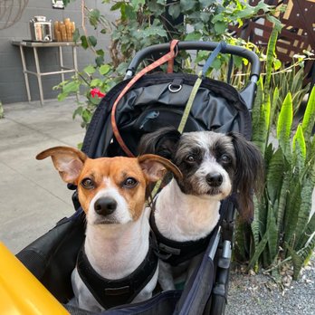 University Veterinary Center - Veterinarians Near Me - Anaheim, California University Veterinary Center - Veterinarians Near Me - Anaheim, California