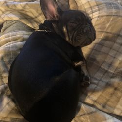 Midwest Bulldogs - Black French Bulldog