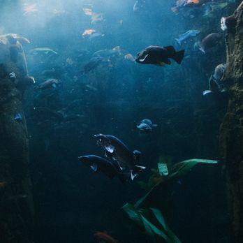 Oregon Coast Aquarium - Aquariums Near Me - Newport, Oregon Oregon Coast Aquarium - Aquariums Near Me - Newport, Oregon