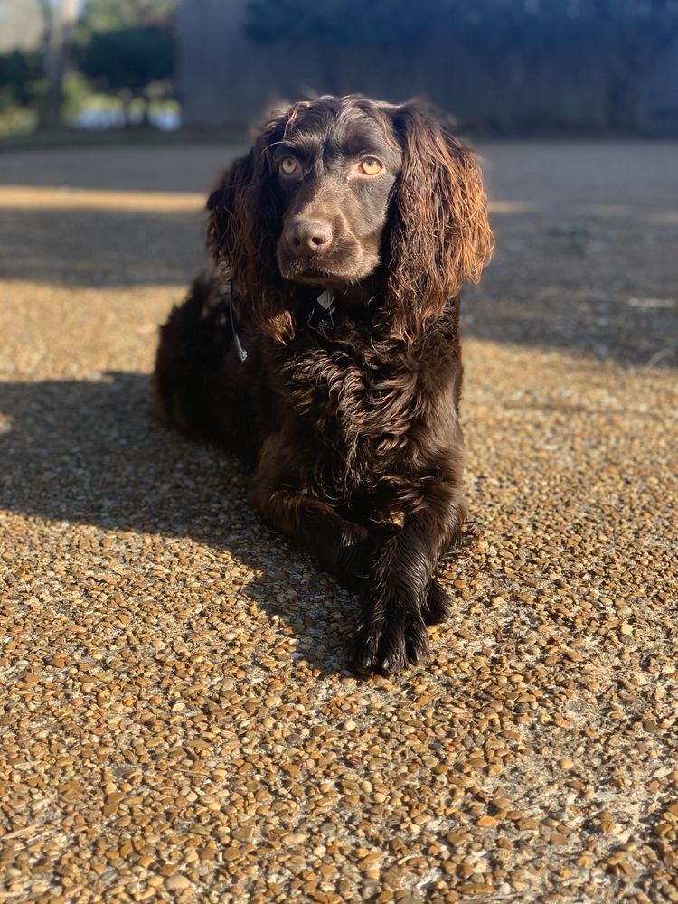 BLUE RIBBON KENNELS Updated August 2024 3030 Kickapoo Rd, Jackson