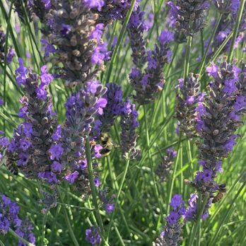 Lavender Connection - Gift Shops Near Me - Sequim, Washington Lavender Connection - Gift Shops Near Me - Sequim, Washington