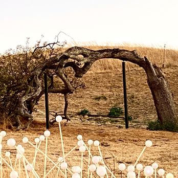 Sensorio - Beautiful old bent tree with round white light fixtures in the foreground, off during daylight - Art Galleries Near Me - Paso Robles, California Sensorio - Beautiful old bent tree with round white light fixtures in the foreground, off during daylight - Art Galleries Near Me - Paso Robles, California