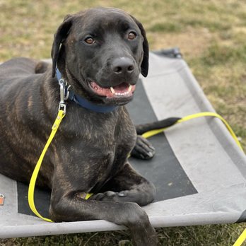 For Them Dog Training - Pet Training Near Me For Them Dog Training - Pet Training Near Me