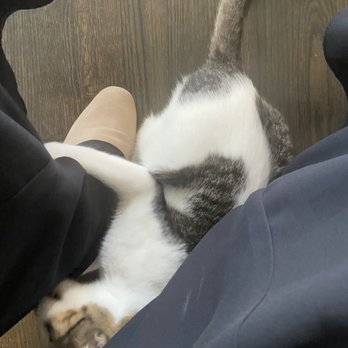 The Catcade - Animal Shelters Near Me - Chicago, Illinois