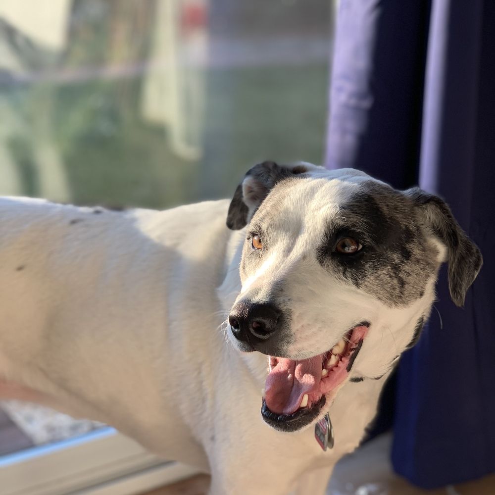 Andy's Boarding Place - Juju's excitement when she finds out she is going to see her uncle Kevin - Pet Boarding Near Me - San Carlos, California Andy's Boarding Place - Juju's excitement when she finds out she is going to see her uncle Kevin - Pet Boarding Near Me - San Carlos, California