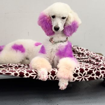 Diamond in the Ruff Pet Spa - Pet Groomers Near Me - Modesto, California Diamond in the Ruff Pet Spa - Pet Groomers Near Me - Modesto, California