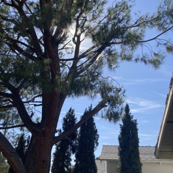 Jesse Cal Tree Service - Cut limbs off that were infringing on neighbors property. Great job. - Tree Services Near Me Jesse Cal Tree Service - Cut limbs off that were infringing on neighbors property. Great job. - Tree Services Near Me