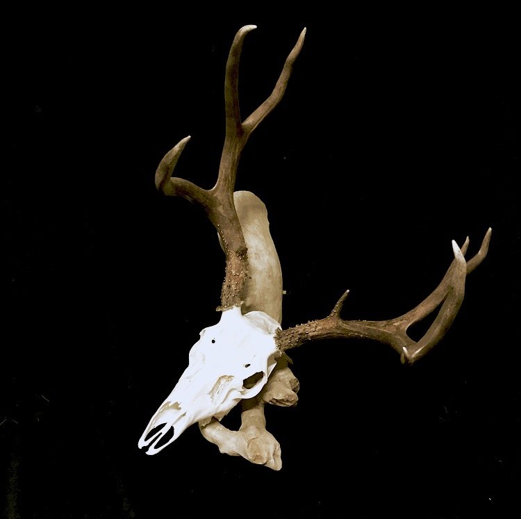 True Obsession Outdoors - taxidermy in Reno, NV